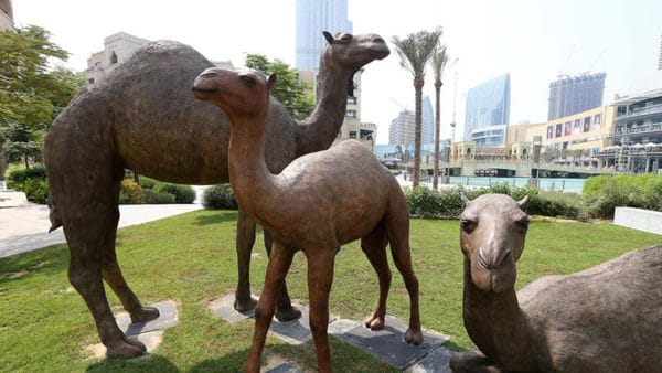 Life size outdoor camel statues made in Dubai